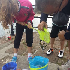 More Crabbing at the Harbour 